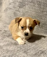 Mister personality 🥎, a male Chihuahua for sale in Mulberry, FL – 3 of 6