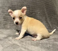 Silly man 🥎🥎🥎🥎, a male Chihuahua for sale in Mulberry, FL – 3 of 6