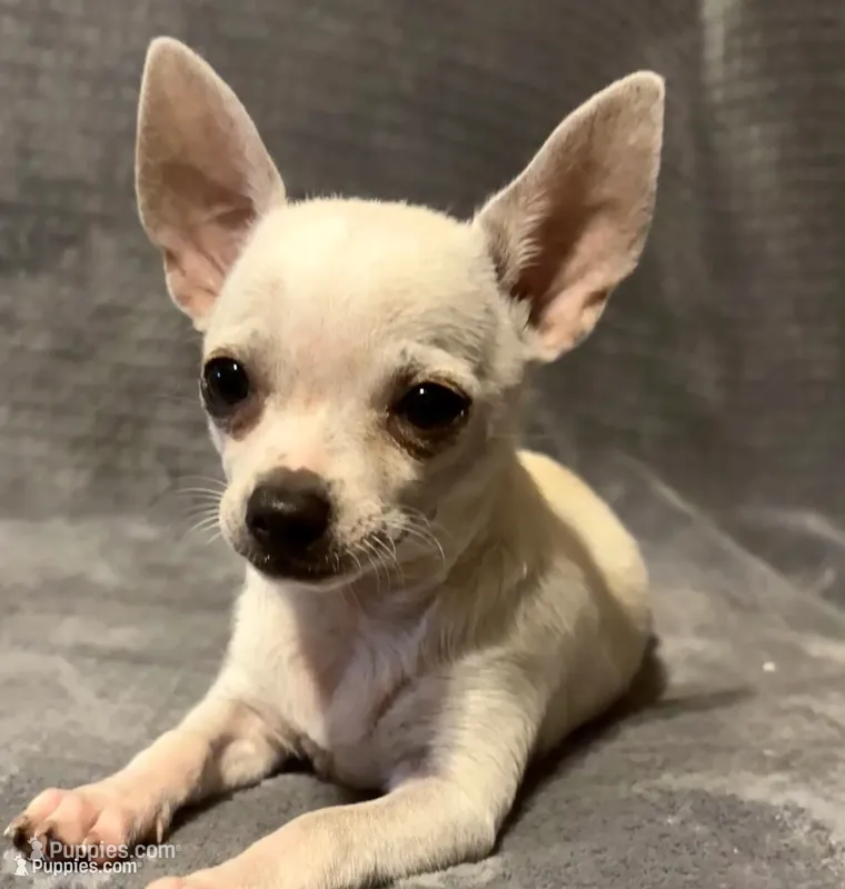 Pippin Boy🧢 – Chihuahua puppy for sale in Mulberry, FL