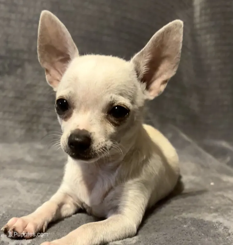 Pippin Boy🧢 – Chihuahua puppy for sale in Mulberry, FL