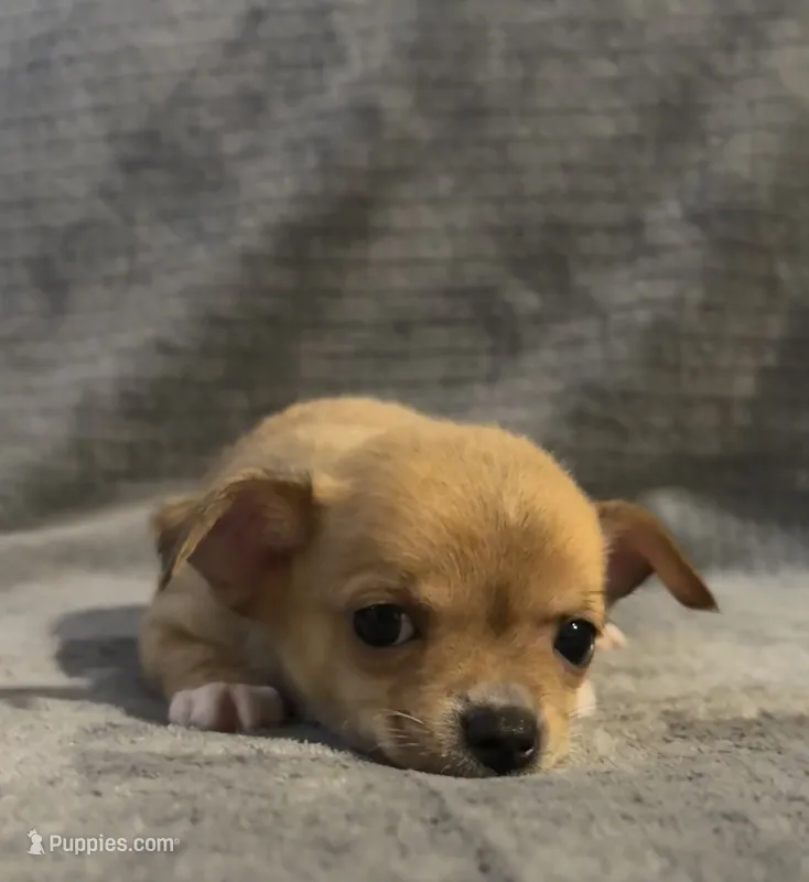 Petunia‘s boy⚾️⚾️ – Chihuahua puppy for sale in Mulberry, FL