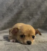 Petunia‘s boy⚾️⚾️, a male Chihuahua for sale in Mulberry, FL – 1 of 5