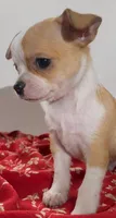 Eloise’s pup🌺🌺, a female Chihuahua for sale in Mulberry, FL – 3 of 6