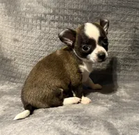 Baby boy 🥎🥎, a male Chihuahua for sale in Mulberry, FL – 3 of 7