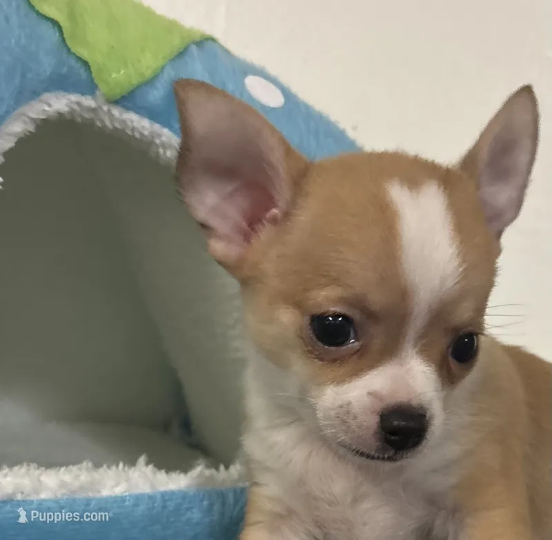Petunia‘s boy⚾️ – Chihuahua puppy for sale in Mulberry, FL