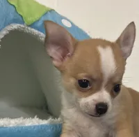 Petunia‘s boy⚾️, a male Chihuahua for sale in Mulberry, FL – 1 of 6