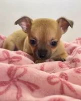 Eloise‘s girl 🌺, a female Chihuahua for sale in Mulberry, FL – 3 of 10