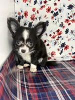 Rosemarys long coat, girl💕, a female Chihuahua for sale in Mulberry, FL – 1 of 5