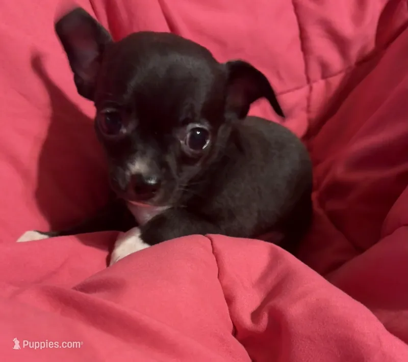 Meeka’s  girl 🌸 – Chihuahua puppy for sale in Mulberry, FL