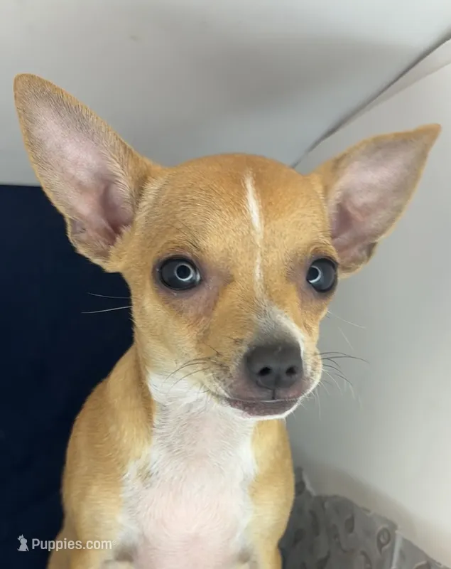 Petunia‘s boy⚾️⚾️ – Chihuahua puppy for sale in Mulberry, FL