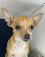 Petunia‘s boy⚾️⚾️, a male Chihuahua for sale in Mulberry, FL – 3 of 4