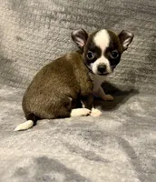 Baby boy 🥎🥎, a male Chihuahua for sale in Mulberry, FL – 4 of 7