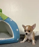 Petunia‘s boy⚾️, a male Chihuahua for sale in Mulberry, FL – 4 of 6