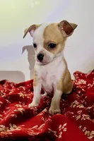 Eloise’s pup🌺🌺, a female Chihuahua for sale in Mulberry, FL – 4 of 6