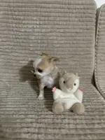Milo ⚾️, a male Chihuahua for sale in Mulberry, FL – 9 of 9