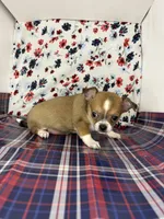 Pippins girl🌸, a female Chihuahua for sale in Mulberry, FL – 4 of 5