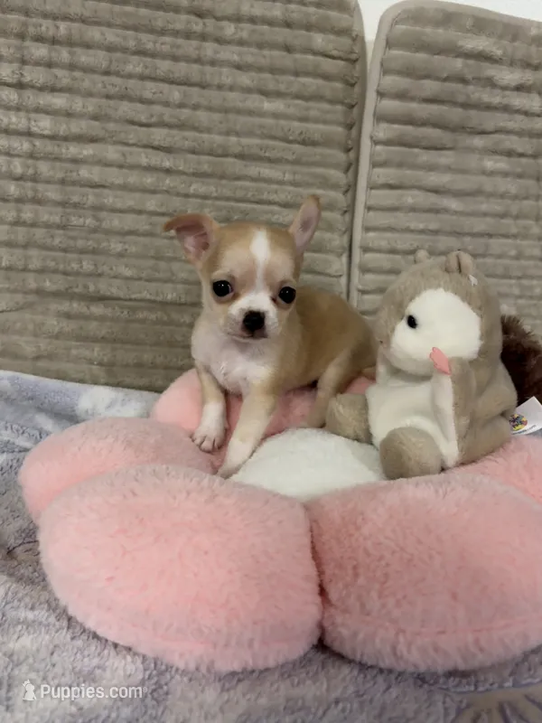 Bears pretty girl 👠 – Chihuahua puppy for sale in Mulberry, FL