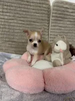 Bears pretty girl 👠, a female Chihuahua for sale in Mulberry, FL – 1 of 6