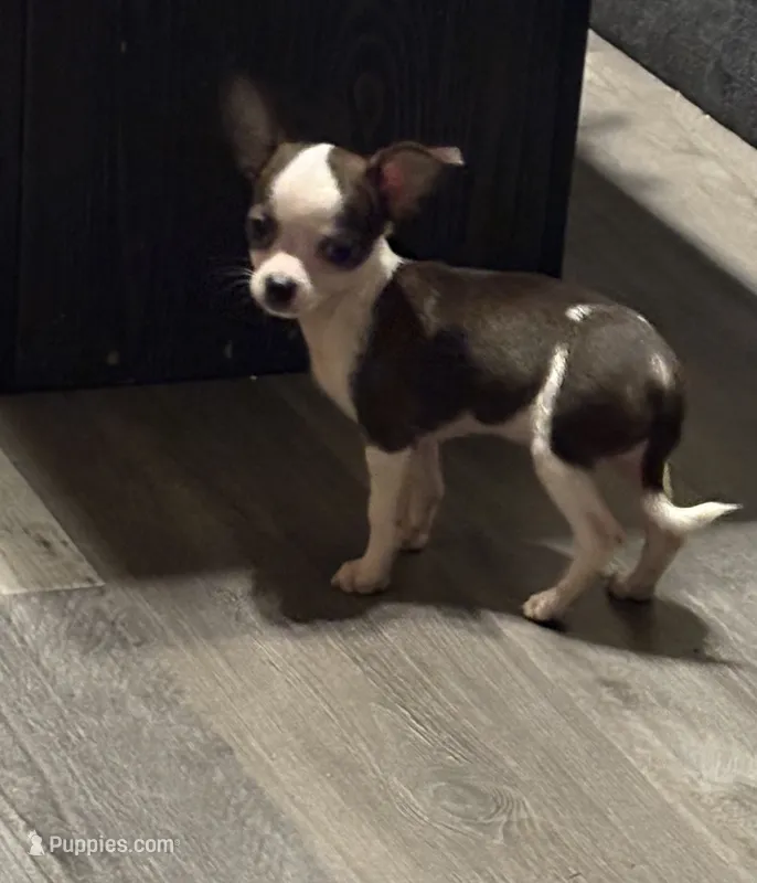 Elinor’s Pretty Boy 💙💙 – Chihuahua puppy for sale in Mulberry, FL
