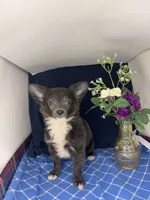 Noel’s boy long coat 👛, a male Chihuahua for sale in Mulberry, FL – 2 of 4