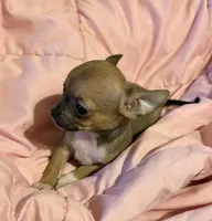 Bear girl 👠👠, a female Chihuahua for sale in Mulberry, FL – 3 of 4