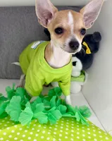 Amelia 2, a male Chihuahua for sale in Mulberry, FL – Photo 4 of 6