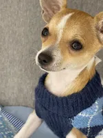 Amelia 2, a male Chihuahua for sale in Mulberry, FL – Photo 2 of 6