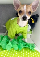 Amelia 2, a male Chihuahua for sale in Mulberry, FL – Photo 5 of 6