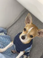 Amelia 2, a male Chihuahua for sale in Mulberry, FL – Photo 3 of 6