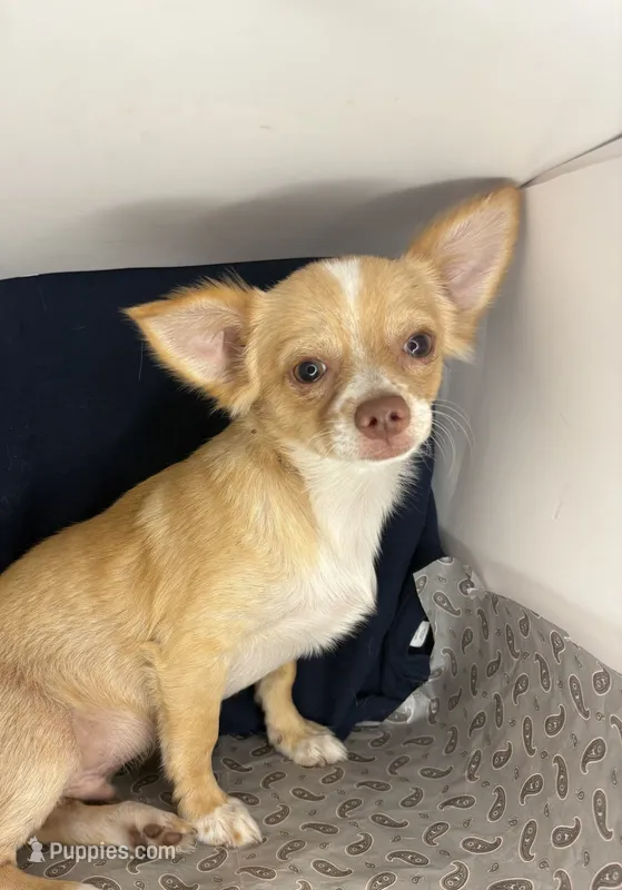 Noel’s fawn LC boy🎩 – Chihuahua puppy for sale in Mulberry, FL
