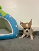 Petunia‘s boy⚾️, a male Chihuahua for sale in Mulberry, FL – 3 of 6