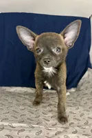 Meeka’s boy🦋, a male Chihuahua for sale in Mulberry, FL – 8 of 9