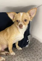 Noel’s fawn LC boy🎩, a male Chihuahua for sale in Mulberry, FL – 2 of 6