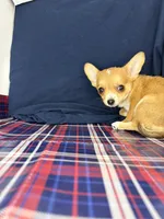Alice’s boy 🦕, a male Chihuahua for sale in Mulberry, FL – 6 of 6