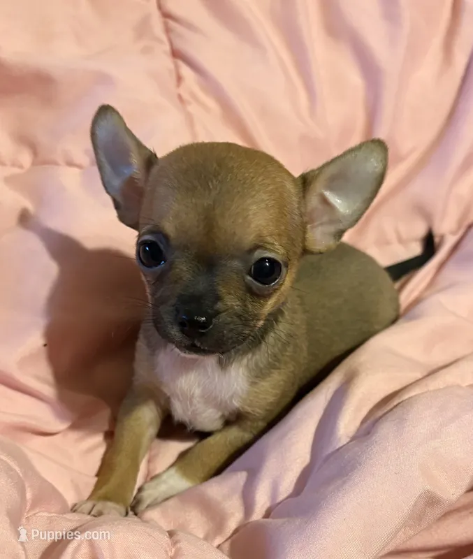 Bears girl 💛 – Chihuahua puppy for sale in Mulberry, FL