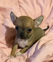 Bears girl 💛, a female Chihuahua for sale in Mulberry, FL – 1 of 5
