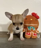 processed/8fc59a51-2a3f-4f1e-b56d-d4dc0ab3d832/listing/12fcc322-36fd-4dcd-9e35-8318d7110b39/6258a8c6-a9e3-456c-ab7b-f70465da23ee