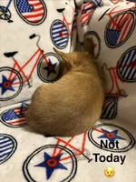 Alice’s boy 🦕, a male Chihuahua for sale in Mulberry, FL – 3 of 6