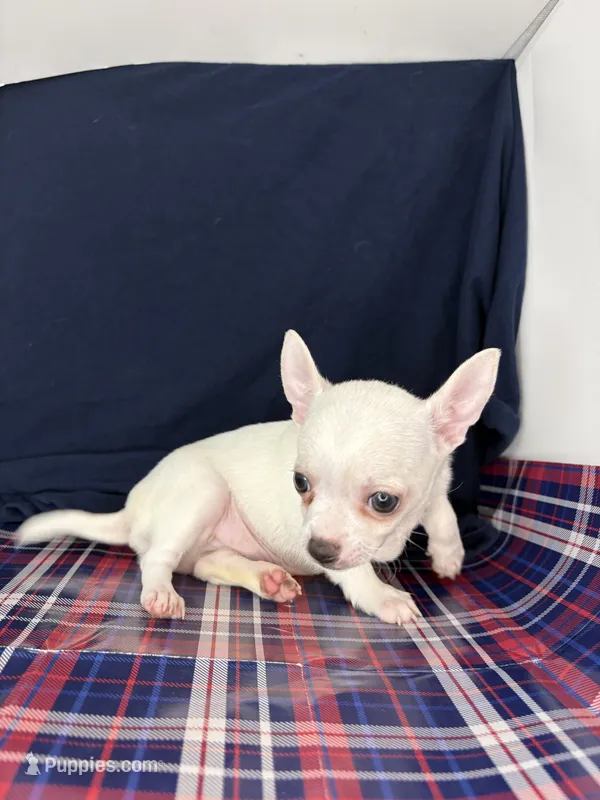 Pippin Boy🧢 – Chihuahua puppy for sale in Mulberry, FL