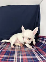 Pippin Boy🧢, a male Chihuahua for sale in Mulberry, FL – 2 of 5