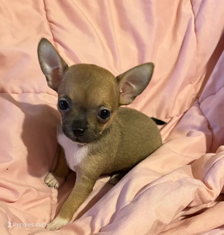 Bear girl 👠👠 – Chihuahua puppy for sale in Mulberry, FL
