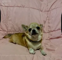 Taylor age 6, a female Chihuahua for sale in Mulberry, FL – 3 of 4