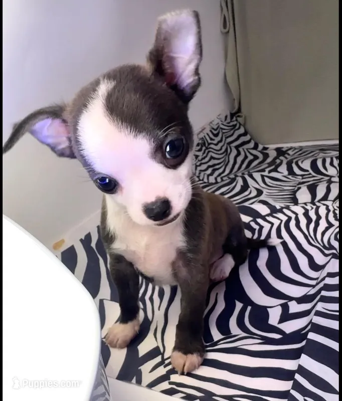 Elonor boy 💙💙💙💙 – Chihuahua puppy for sale in Mulberry, FL