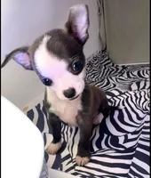 Elonor boy 💙💙💙💙, a male Chihuahua for sale in Mulberry, FL – Photo 1 of 5