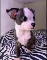 Elonor boy 💙💙💙💙, a male Chihuahua for sale in Mulberry, FL – Photo 2 of 5