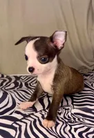 Elonor boy 💙💙💙💙, a male Chihuahua for sale in Mulberry, FL – Photo 5 of 5