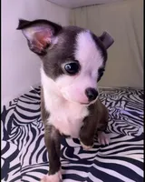 Elonor boy 💙💙💙💙, a male Chihuahua for sale in Mulberry, FL – Photo 4 of 5