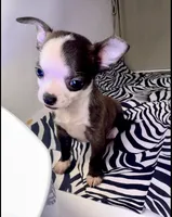 Elonor boy 💙💙💙💙, a male Chihuahua for sale in Mulberry, FL – Photo 3 of 5