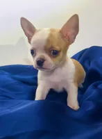 Eloise  Boy 🏀🏀, a male Chihuahua for sale in Mulberry, FL – 6 of 10