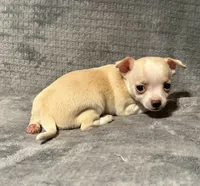 Cutie 🥎🥎🥎, a male Chihuahua for sale in Mulberry, FL – 7 of 7
